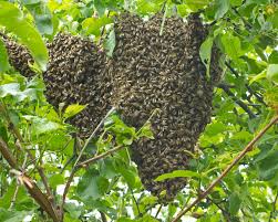 What Is Bee "Swarming" Exactly? - Farmers' Almanac - Plan Your Day. Grow Your Life.
