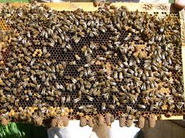 swarming Archives - Scientific Beekeeping