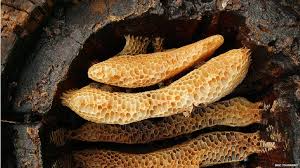 Prehistoric farmers were first beekeepers - BBC News