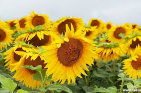 Sončnice - polje sončnic - had blog