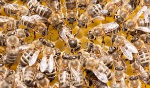 Honeybees Use Scent Maps to Keep Track of Their Queen | Inside Science