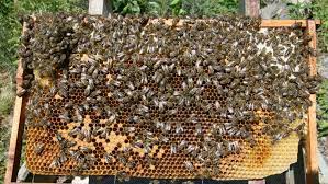 Prazen panj, mrtve čebele