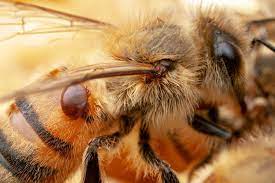 Tweaking honey bee bacteria to fight colony collapse disorder | Research | Chemistry World