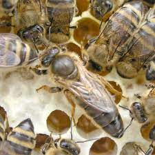 CARNICA QUEENS – Packagebeeseurope.com