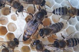 controlled mated queen Carniolan Sklenar G10 - Sklenarbiene.com