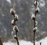 Rezultat iskanja slik za mačice slike