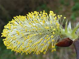 UK Wildflowers - Salicaceae - Salix Caprea, Goat Willow