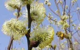 Vrba Iva - biljka | Lekovito bilje - trave | TRAVARI SRBIJE