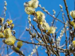 Vrba iva | Rastlina | Life Habitats