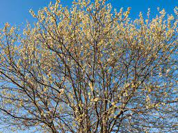 Salix caprea (Goat Willow) - BBC Gardeners World Magazine
