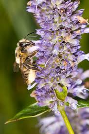 Great Design Plant: Anise Hyssop Delights Licorice Lovers