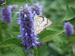 HYSSOP - GIANT ANISE (Agastache foeniculum)