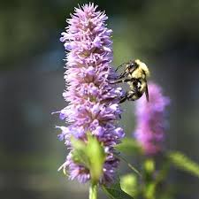 Anise Hyssop (Agastache foeniculum) | Edging plants, Trees to plant, Dry  garden