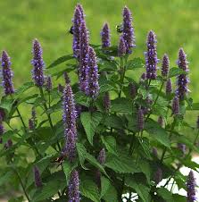 Agastache foeniculum (Anise Hyssop, Licorice Mint), nectar source for bees,  Hardiness Zones 3-10. | Herbal plants, Herb seeds, Flower seeds