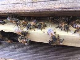 Naša čebelja družina vs. vse druge čebelje družine