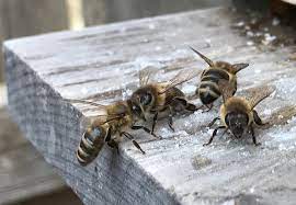 Who do guard bees recognize as intruders? | eLife Science Digests | eLife