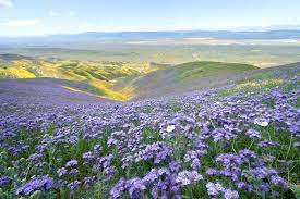 Phacelia Varieties and How to Care for Them | LoveToKnow