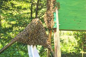 Create an Artificial Swarm with a Taranov Split - Will A. - Medium