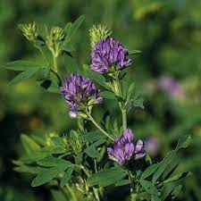 Setev lucerne | KGZ Celje