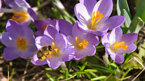 Spomladansko krmljenje čebel