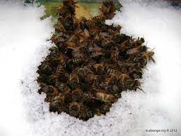 How to Prevent the Bees From Removing Dry Sugar | Mud Songs