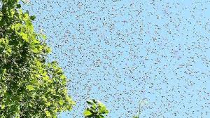 The Bees are Swarming Again