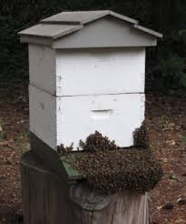 Can It Get Too Hot for Bees? - Southern Oregon Beekeepers Association