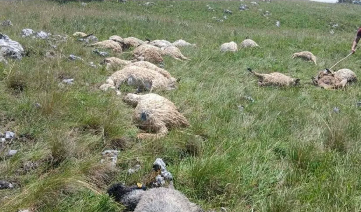 Grom usmrtio tridesetak ovaca na planini Hrbina kod Kupresa