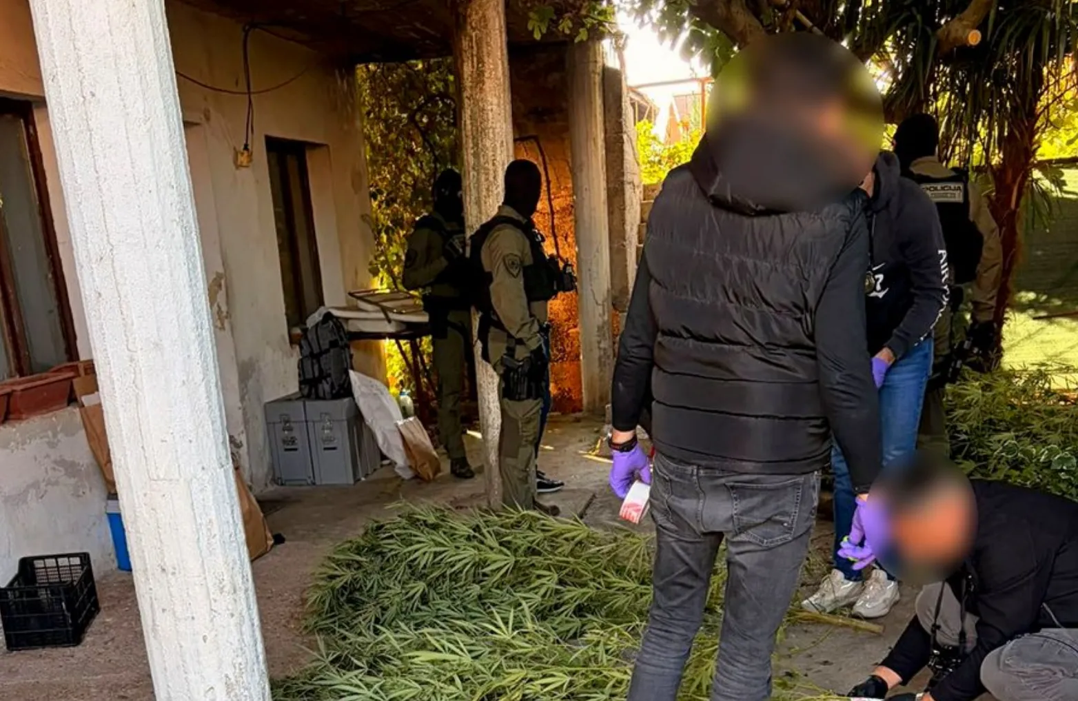 Čapljina: Pronađena plantaža kanabisa, FUP uhapsio dvije osobe