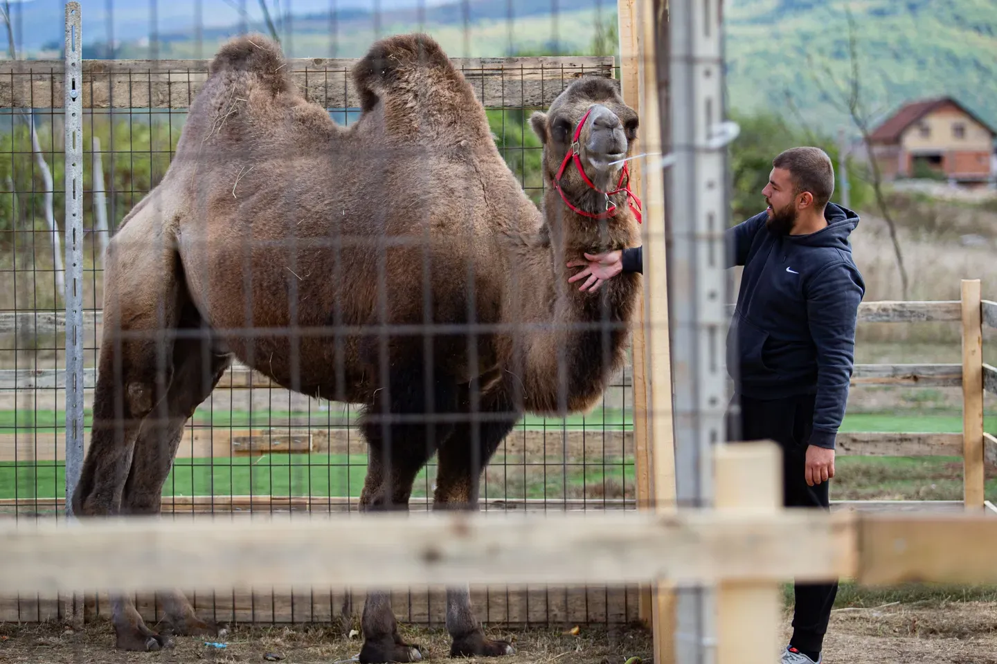 Dvogrba kamila Edo nova atrakcija zoološkog vrta Bambi u Sarajevu