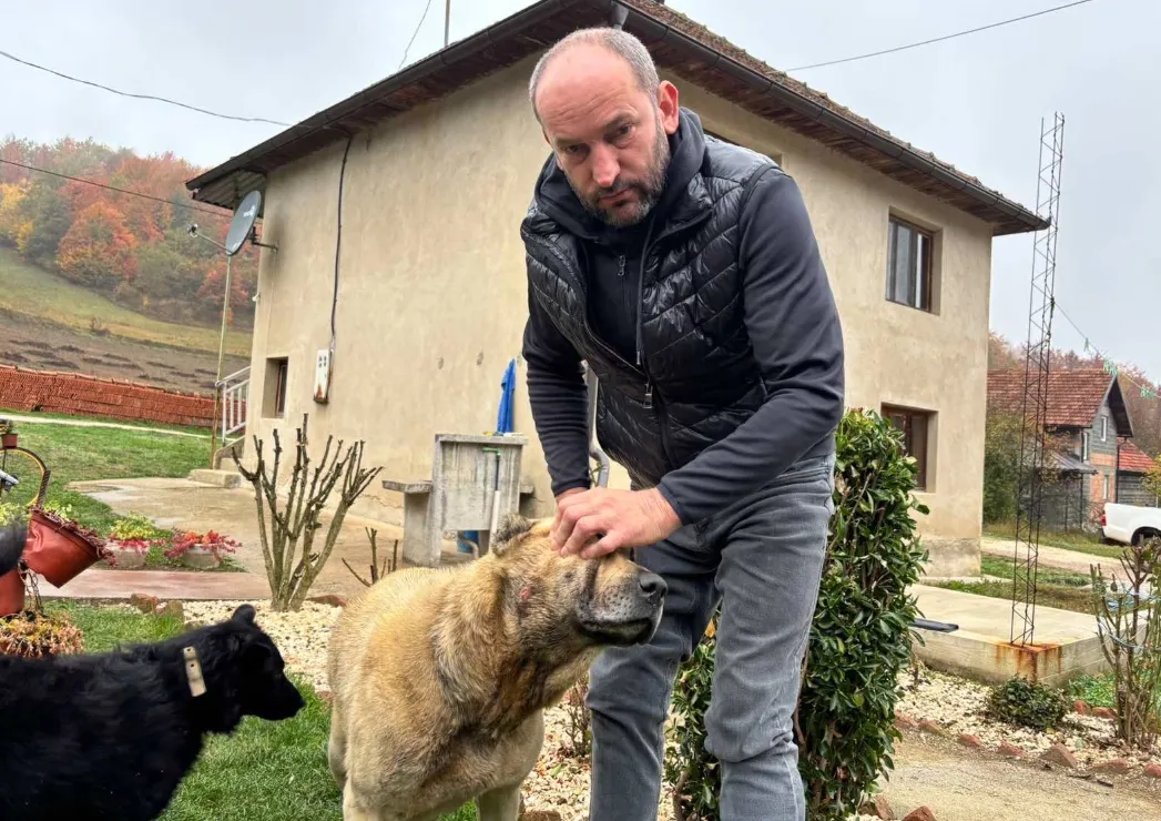 Ženka kangala Đina riješila medvjeda i spasial farmu krava kod Visokog