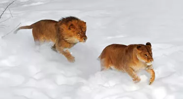 Levi navajeni na sneg