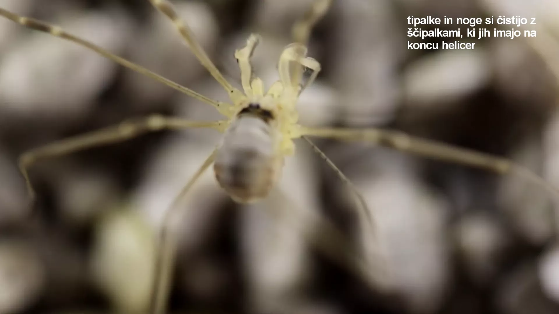 Poetry Alpine Harwestmen - poezija Alpskega razcepka