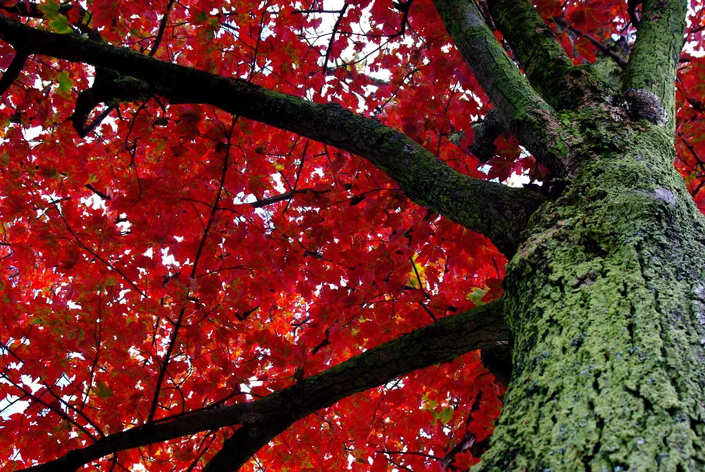 Slovenska družba krivde in močnega superega