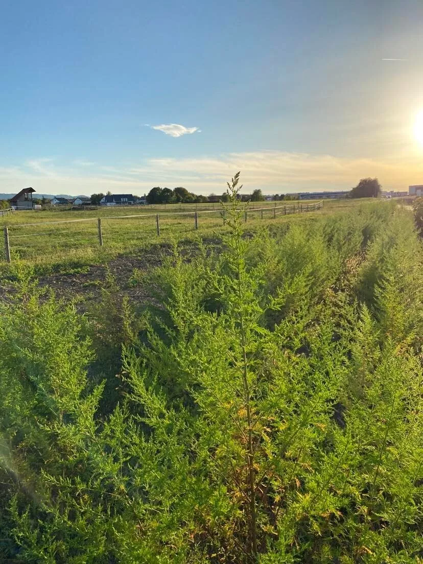 SLADKI PELIN - KONCENTRIRAN EKSTRAKT - 3