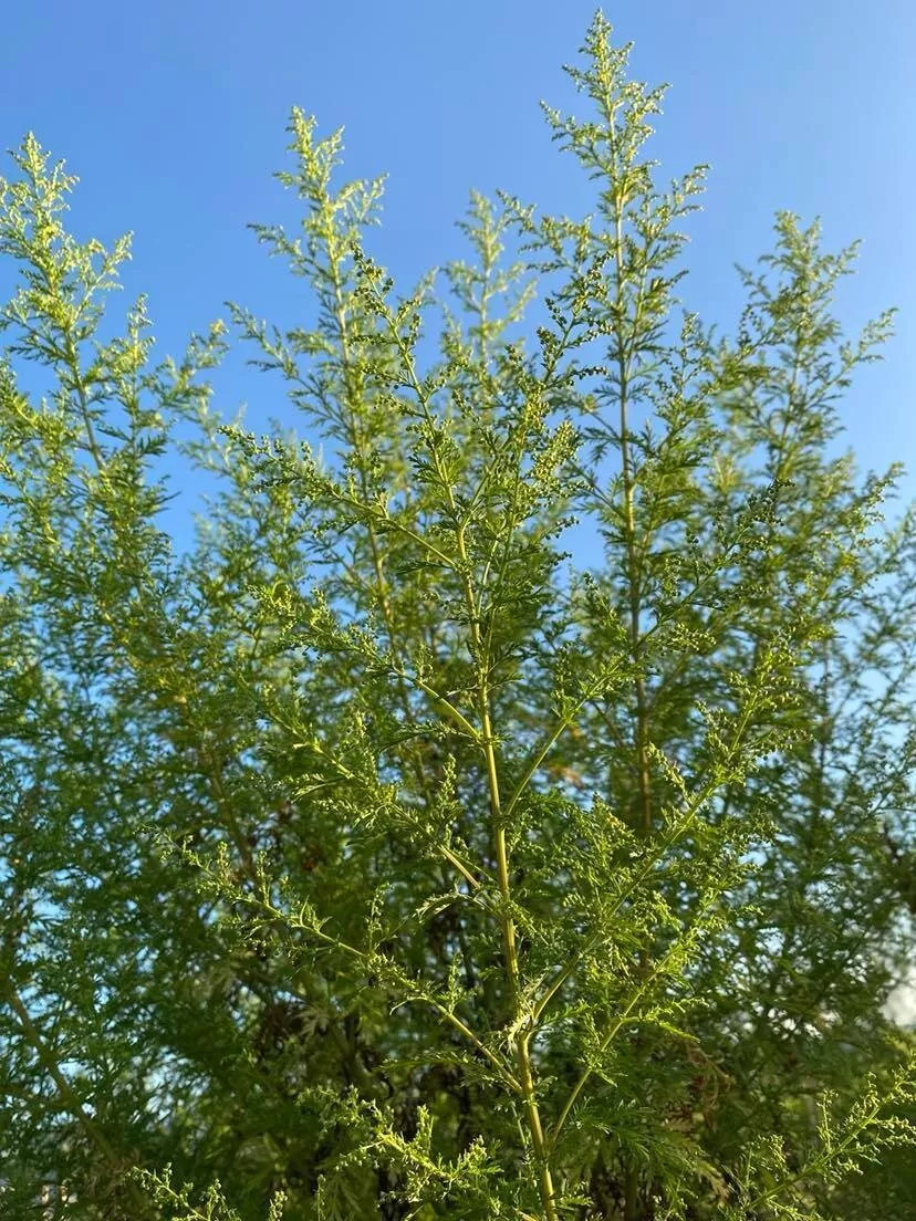 SLADKI PELIN + ZELENA KAVA - 3