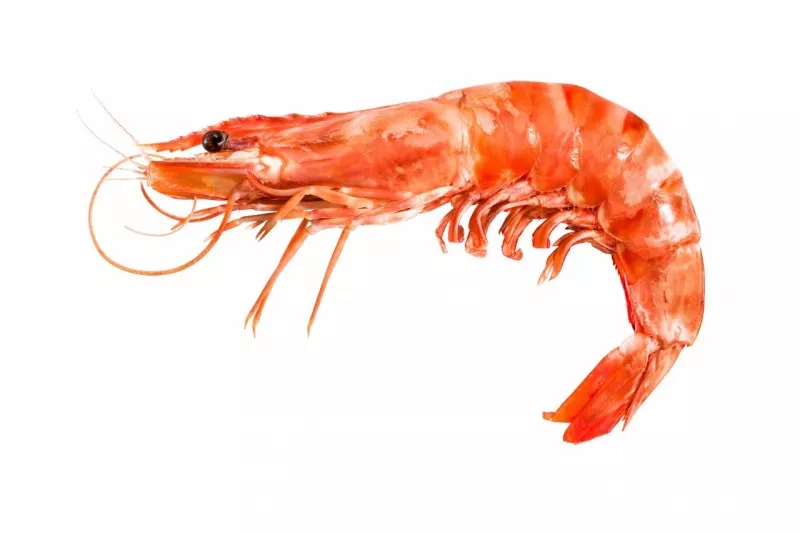 Krilovo olje - najboljši vir omega 3 maščob