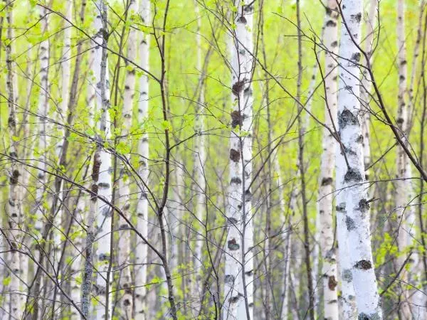 Zdravilne lastnosti breze