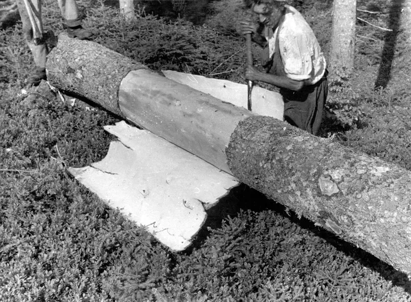 50-ta leta
Sečnja "na suš" - pridobivanje lubja