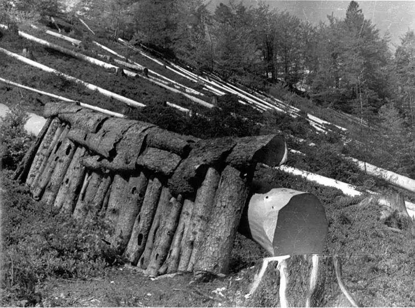 50-ta leta
Sečnja "na suš" in priprava smrekovega lubja