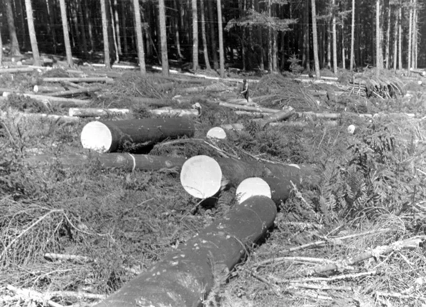 50-ta leta
Razžagan les po sečnji "na suš"