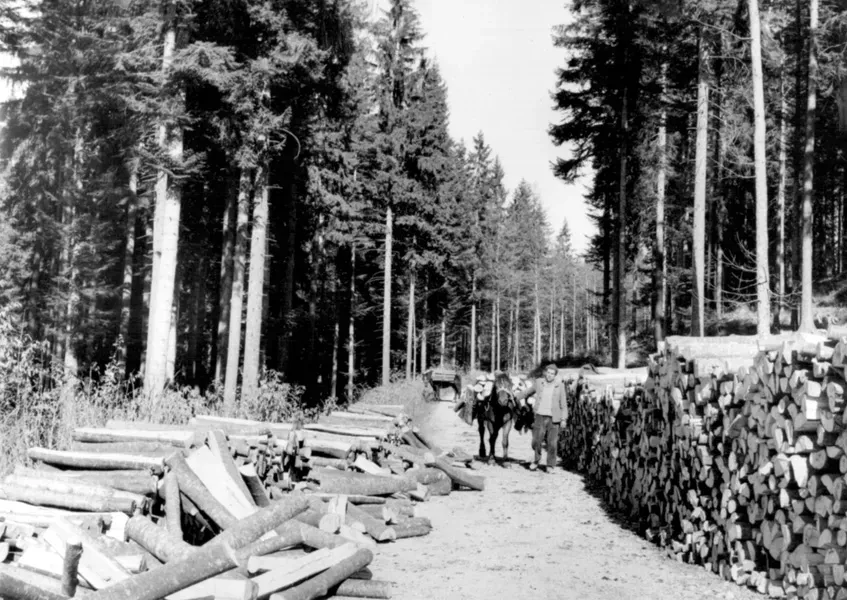 50-ta leta
Nošnja drv z "bosanskimi" konji