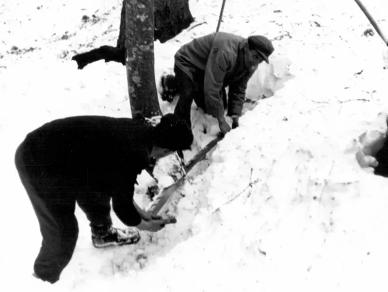 50-ta leta
Podiranje dreves z amerikanko pozimi