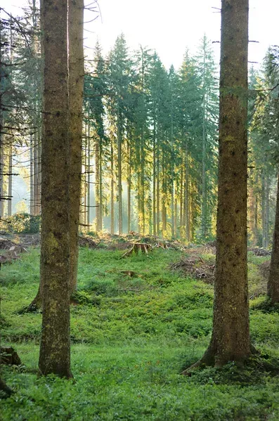 GG Bled - sečnja lesa: Jutro na Jelovici