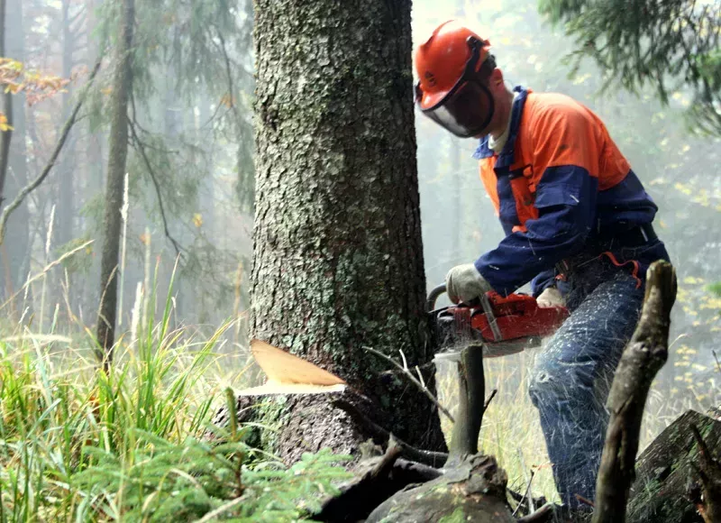 GG Bled - sečnja lesa: ročni posek