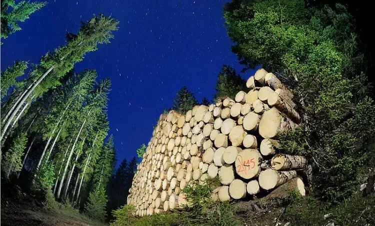 Odkup in prodaja lesa