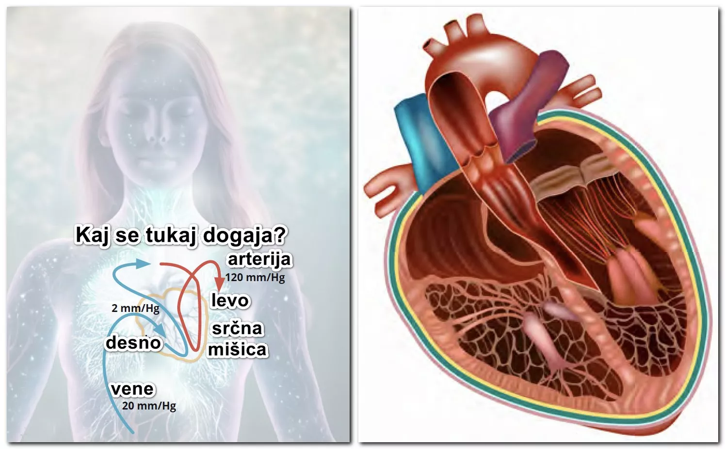 Srce – most med telesom in dušo