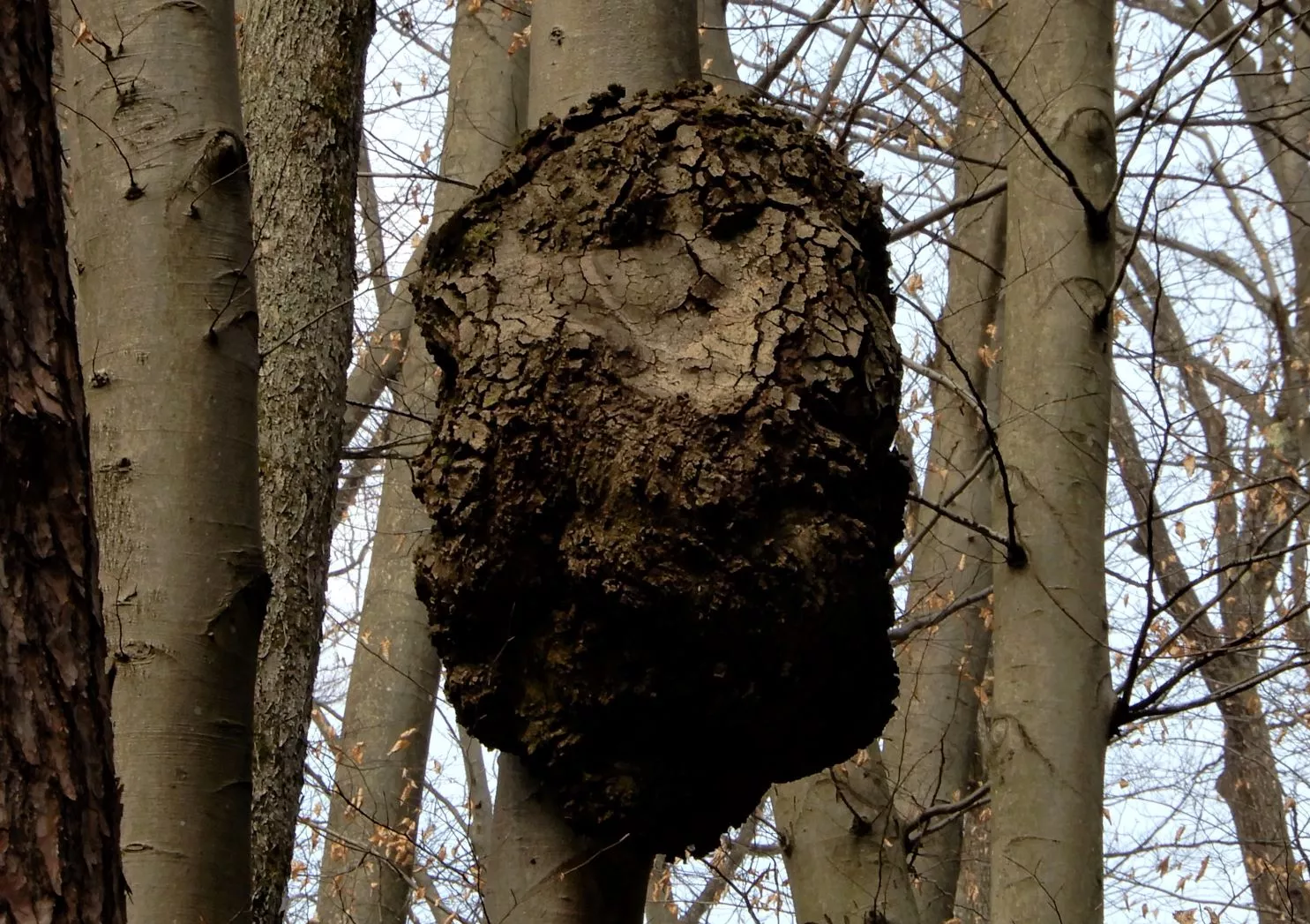 IGRA NARAVE - Drevesna sova in lesna sovica