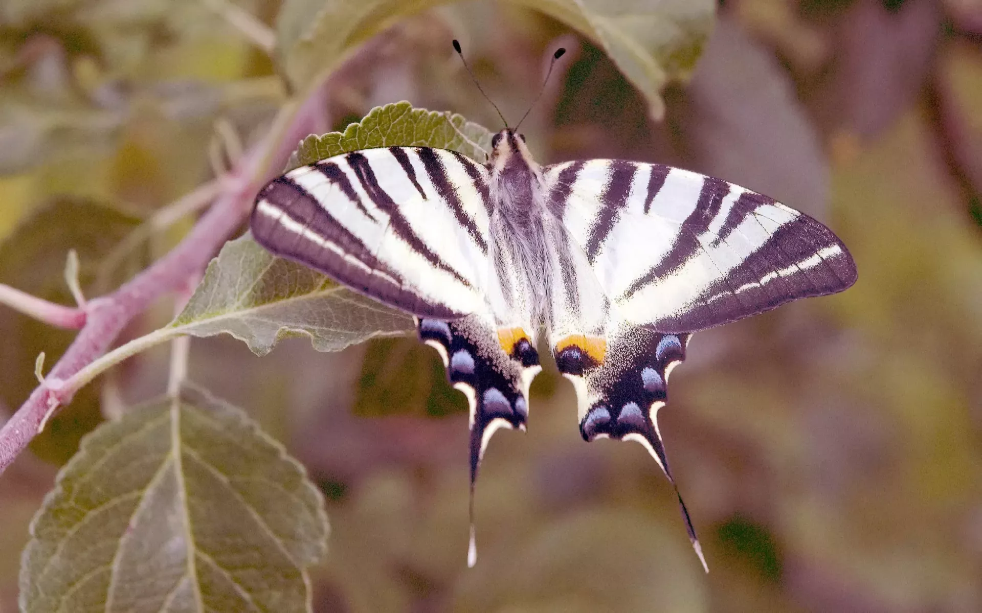 Barviti svet žuželk