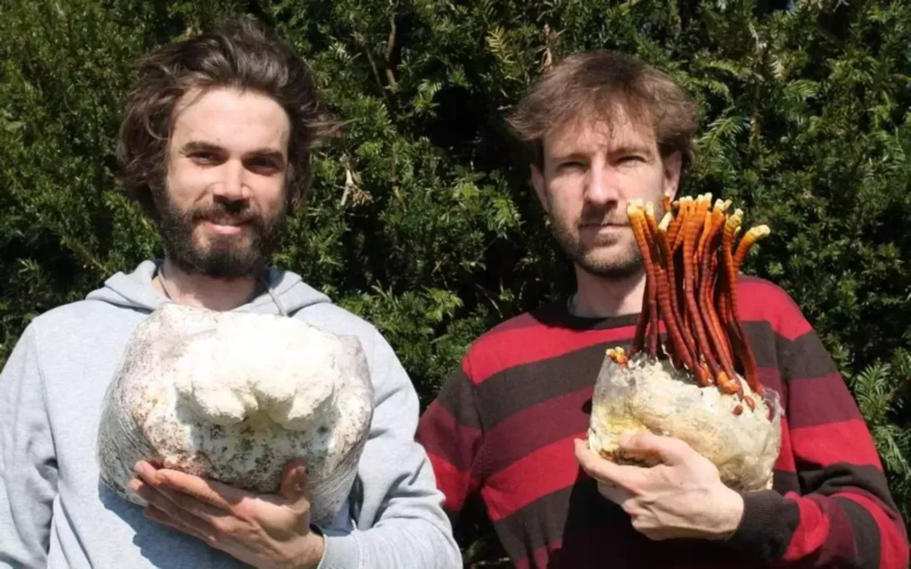 Gobe si lahko pridelamo doma